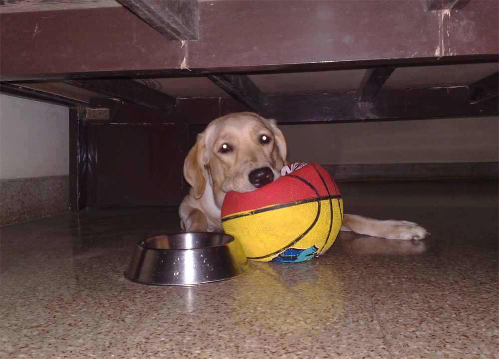 lucy pet dog playing