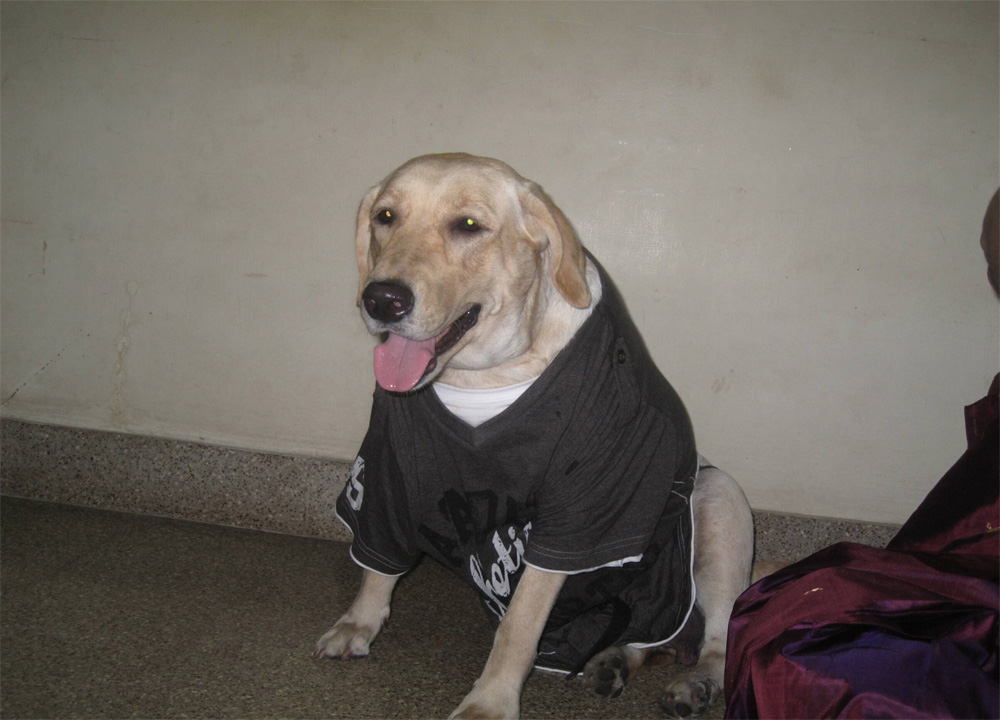 pet dog with shirt