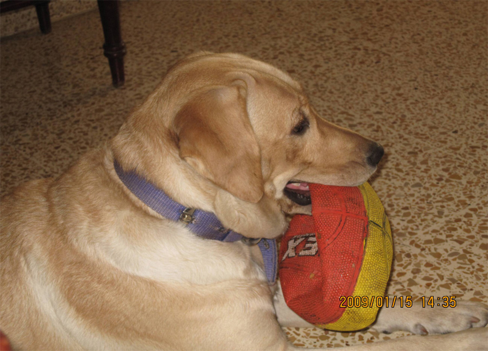 lucy pet dog playing